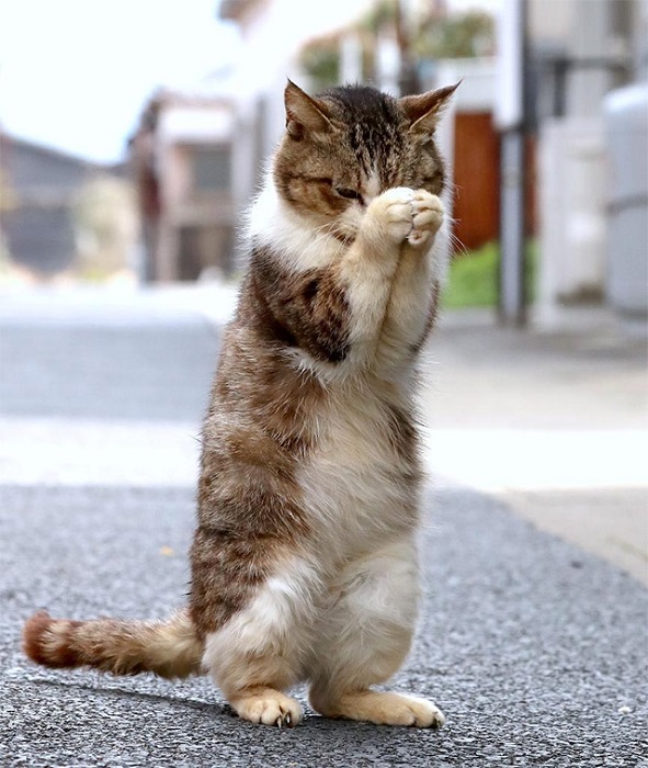 猫咪的祈祷!有著猫咪眷顾的22亿日圆彩金
