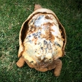 沒有殼要被安樂死的烏龜，因為3D列印又能再活100年啦!