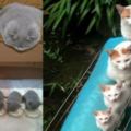 萌爆了！15張上帝巧手下創造的「貓咪親子照」！