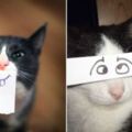 18隻被超白爛主人貼上「卡通眼睛和嘴巴」秒變搞笑藝人的貓咪。