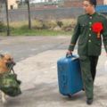 軍犬看著主人退伍時裝鎮定幫忙拿行李，結果最後卻還是忍不住「拼了命的挽留他」