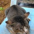 這隻貓咪寧願在墓地流浪也不願離開，得知原因的我哭了出來。