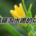 黃瓜藤泡水喝的功效？黃瓜藤：味甘性平，利水解毒、祛痰鎮痙。