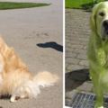 網友養的黃金獵犬只是在草地上翻滾玩耍，沒想到居然搖身一變成為「浩克狗」？  