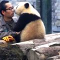 超激萌的熊貓偷親完飼養員後還意猶未盡，當牠看到對方拿出手機自拍時的反應讓大家的心都軟化了啦！