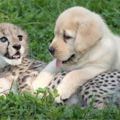 讓拉拉教獵豹寶寶「交女友」！派拉布拉多跟獵豹作朋友，畫面超暖超可愛！