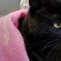 11歲老貓遭拋棄街頭，痴心守護最愛的粉紅毛毯，始終堅持要在一起！