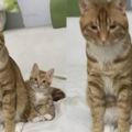 鏟屎官家裡有兩隻呆萌的貓咪，非常可愛！網友：一看就知道是親生的