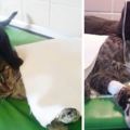 靈性黑貓病癒後留守收容所擔當護士，​擁抱撫慰其他住院的病患動物！網友：這貓咪不只療癒人