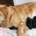 金毛意外懷孕，兩月後生了9隻小狗，主人一看，立馬拿刀衝下樓去
