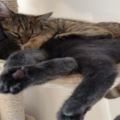 萌貓現身說法，為你揭秘喵星人的睡眠習慣！