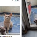 這隻流浪貓媽媽向人類求收養，看到貓寶寶敲門的樣子心都馬上融化了！