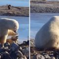 北極熊像人一樣「摸狗狗頭」紅翻全球，但是超可愛的畫面最後還是悲劇了！