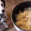 狗狗不能吃的十八種食物