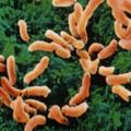 三種食物能夠殺滅幽門螺桿菌，預防胃病，最經濟的治療方法！