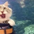 帶貓咪到海洋公園玩，看到海底裡的魚後，貓咪表情亮了