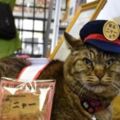 喵星人升職記：市長親自頒發任命書，從此又多了一位貓咪站長！