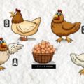 心理測試:您覺得那隻母雞最會生蛋，測看您的性格和職業取向