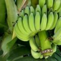 「生香蕉」遠離胃癌！以下9項吃「生香蕉」的好處告訴你，它對人體有什麼幫助