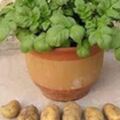 土豆渾身是寶，堪稱「地下蘋果」，這樣吃還能降血糖和降血壓！種植盆栽土豆