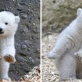 3月大北極熊寶寶「第一次粉絲見面會」萌翻了　出場狂拋媚眼：大家豪～