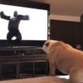 鬥牛犬超認真在看《金剛》　「英雄救美」瞬間牠竟然跳起來歡呼