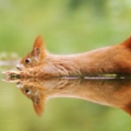 松鼠的內心戲超多　30張成功拍到「最搞笑一面」的野生動物照片