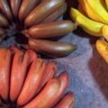 世上「最稀有」的5種水果，很多人沒見過，你見過幾種呢？