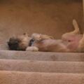 狗狗在家的睡姿太戲劇化　主人每次被嚇：還以為牠摔下去離開世界了…