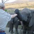 他救了7頭大象，21隻大象趕來給他送行！動物有時真的比人更長情