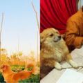 3隻流浪狗遇到了苦行僧，被幸運收留後皈依，相伴過上田園生活！