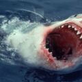 海中霸主大白鯊也有天敵？　遇上後「剉到不敢游回家」：怕被當零食吃