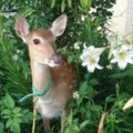 桃園也有奈良鹿公園！　140頭小鹿餵牧草、喝ㄋㄟㄋㄟ超療癒❤