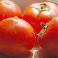 西紅柿用油炒之後，更容易消化吸收？夏天想要減肥的人，別選錯了