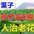 孩子治療近視、老人防治老花眼~~[一片葉子]恢復視力見效快，趕緊檢點回來