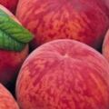 夏季吃桃子養人、補氣血，可桃子皮能吃嗎？吃桃子時別犯這些錯
