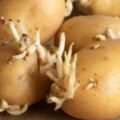 土豆價格便宜營養高，可營養師提醒大家：別吃發芽土豆、油炸土豆