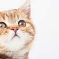 五秒鐘測試法看你家的貓咪到底喜不喜歡你！