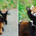 小熊貓裝兇「舉手手嚇同伴」　網忍不住笑：牠很認真在賣萌