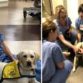 狗狗到醫院為抗疫英雄加油　超萌笑容療癒他們的心