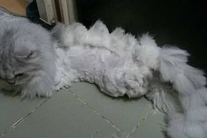喵：鏟屎官別看我，我自卑！