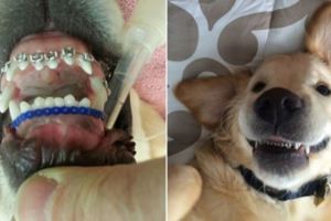 這隻小狗狗因為天生暴牙無法閉上嘴巴，裝上「狗牙套」之後…現在的模樣會讓每個人都露出笑容！