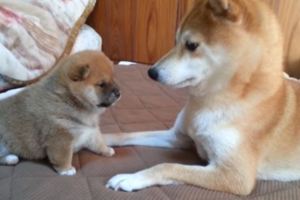 手腳短短的柴犬寶寶一直要撥開媽媽，當它一抬起頭…那畫面讓主人一直看都不會膩！