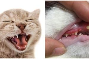 主人注意：貓咪牙齒保健很重要！