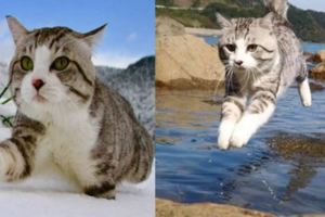鹿兒島上山下海的霸氣喵吉，我竟羨慕一隻貓了