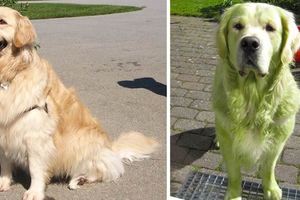 網友養的黃金獵犬只是在草地上翻滾玩耍，沒想到居然搖身一變成為「浩克狗」？  