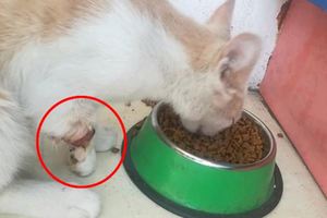 宿舍樓旁發現一隻斷臂流浪貓，在女孩猶豫收養時，貓咪的反應讓人心塞