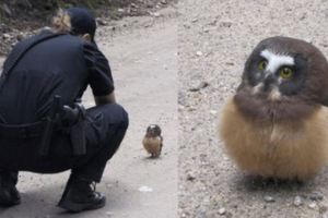 「警察姊姊那個..我好像有點迷路惹」小貓頭鷹害羞的向女警問路的萌照...讓網友全都融化啦！