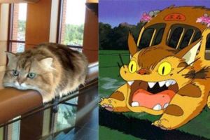 【龍貓公車】算什麼！我家有「貓貓高鐵」你看過嗎？
