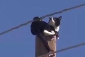 貓咪卡電線桿頂端消防員急救援，尷尬了，本喵沒想下來唉